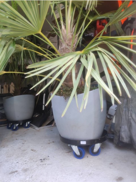 Podstavki po meri za palme in limone